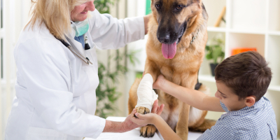master veterinaria