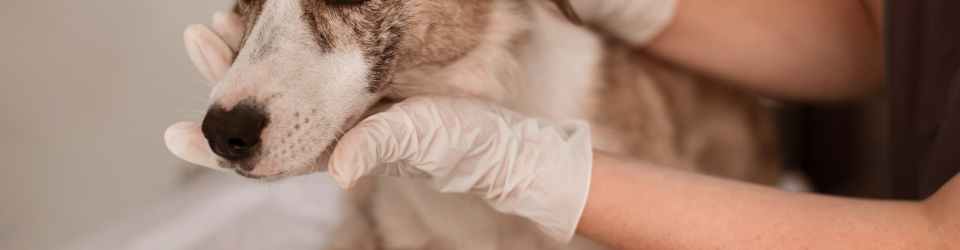 Especialista en Urgencias Veterinarias y Quirofanos