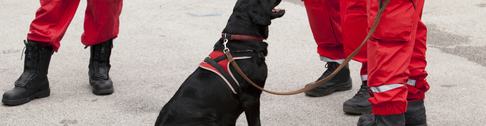 Tecnico en Adiestramiento de Perros para la Vigilancia y Defensa de Instalaciones