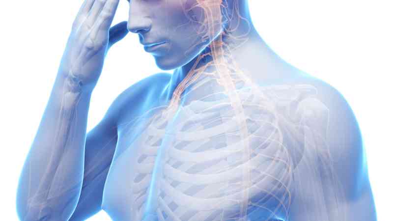 Curso Superior de Anatomía y Estiramientos. Guía de Estiramientos y Descripción Anatómica