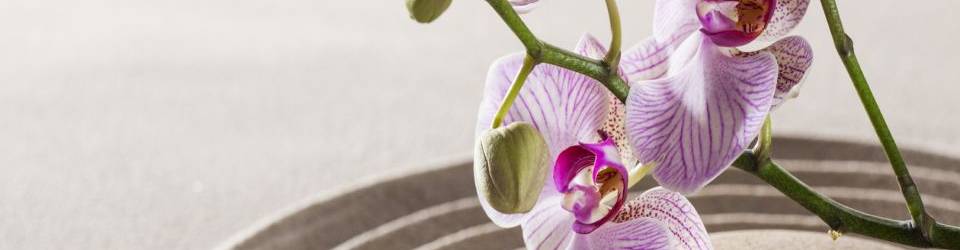 CURSO FLORES DE BACH A DISTANCIA