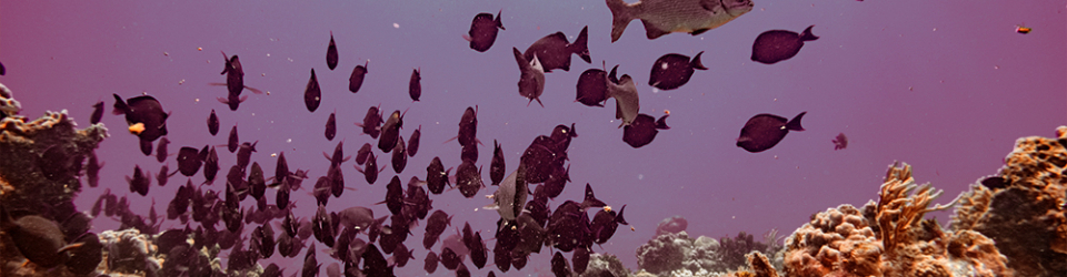 curso oceanografia