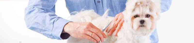 CURSO PELUQUERIA CANINA A DISTANCIA