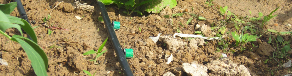 Especialista en Bases y Fundamentos Agronomicos