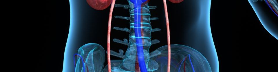 Experto en Anatomia y Musculacion + Salud Deportiva (Doble Titulacion con 4 Creditos ECTS)