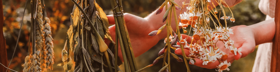 Experto en Plantas Medicinales (Titulacion Profesional en PLANTAS MEDICINALES Acreditada por APENB)