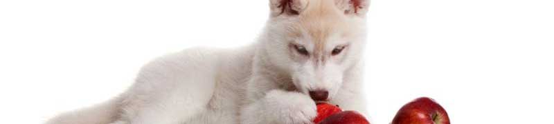 Postgrado en Gestion y Direccion de Clinicas Veterinarias (Online) + Regalo: Licencia Educativa de Software para la Gestion de Clinicas Veterinarias