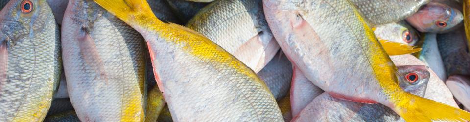 Manipulador de Alimentos de Alto Riesgo. Comercio Detallista. Especialidad en Charcuteria y Pescaderia