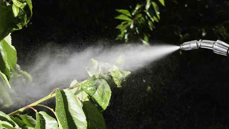 Master Control De Plagas Homologado