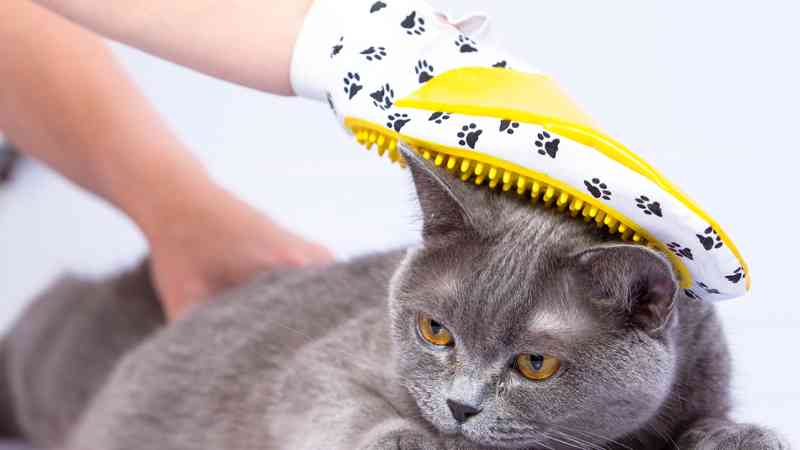 Master en veterinaria