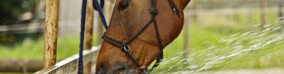 MASTER EQUINOTERAPIA