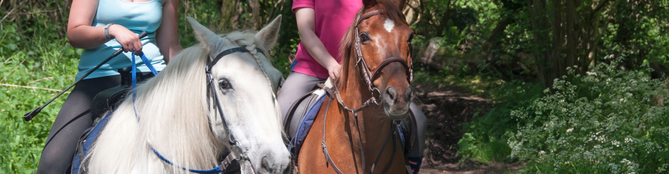 Master terapia asistida con animales