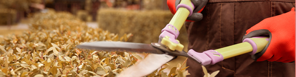 Curso Online Mantenimiento y Conservacion de Parques y Jardines