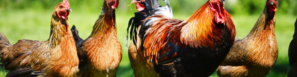 Curso Online Produccion de Aves para Reproduccion y Obtencion de Carnes y Huevos