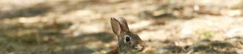 Curso a distancia Mf0282_2 Produccion De Conejos Para Reproduccion Y Obtencion De Carne A Distancia