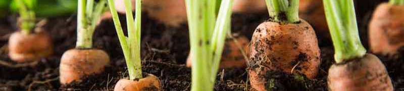Curso Operaciones y Control de Almacen de Conservas Vegetales (A Distancia)