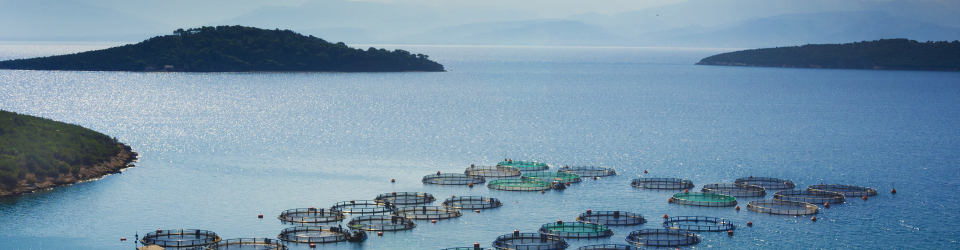 Acondicionamiento y Tecnología de Pescados
