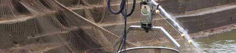 Curso Preparacion y Venta de Pescados (A Distancia)