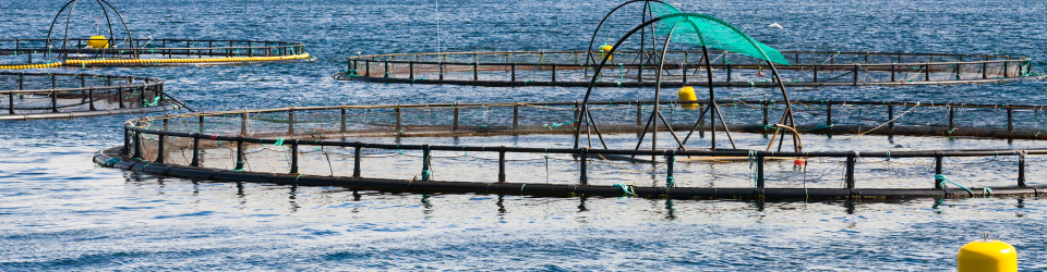 Curso Online Preparacion y Venta de Pescados