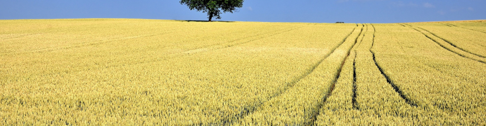 Operaciones Auxiliares de Preparacion del Terreno, Plantacion y Siembra de Cultivos Agricolas