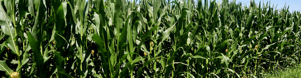 Operaciones Auxiliares de Riego, Abonado y Aplicacion de Tratamientos en Cultivos Agricolas
