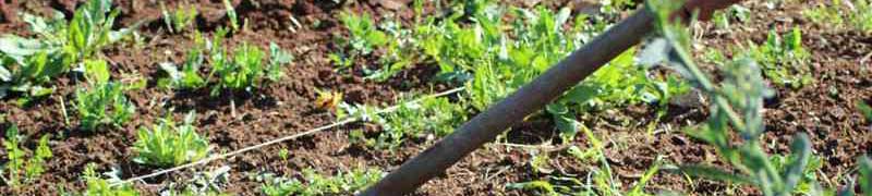 Curso Preparacion del Terreno, Siembra y Trasplante en Cultivos Herbaceos (A Distancia)