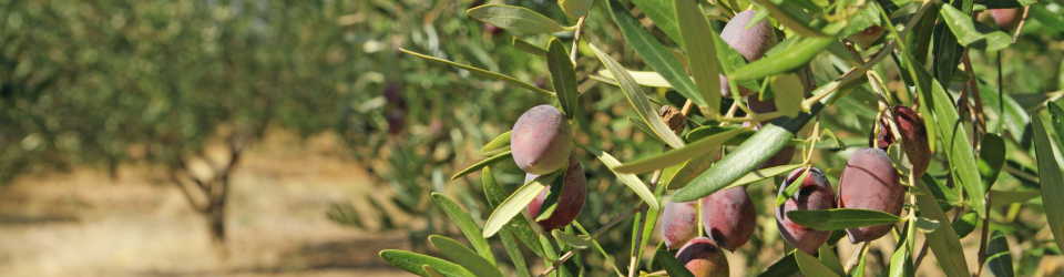 Curso Online Preparacion del Terreno, Siembra y Trasplante en Cultivos Herbaceos