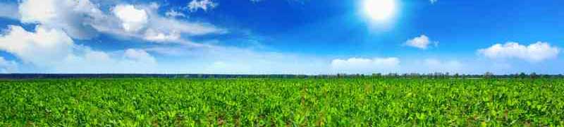 Preparación del Terreno y Plantación de Frutales