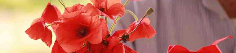 Curso Operaciones Culturales y Recoleccion en Cultivos Horticolas y Flor Cortada (A Distancia)