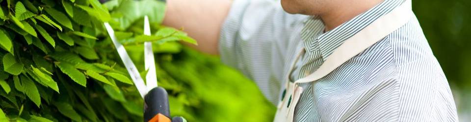 Curso Instalacion de Jardines y Zonas Verdes (A Distancia)