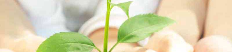 Mantenimiento y Mejora de Jardines y Zonas Verdes