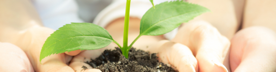 Curso Online Trabajos Auxiliares en la Elaboracion de Composiciones con Flores y Plantas