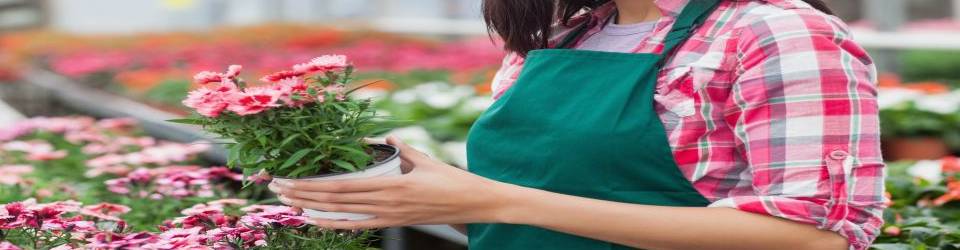 Curso Servicios Basicos de Floristeria y Atencion al Publico (A Distancia)