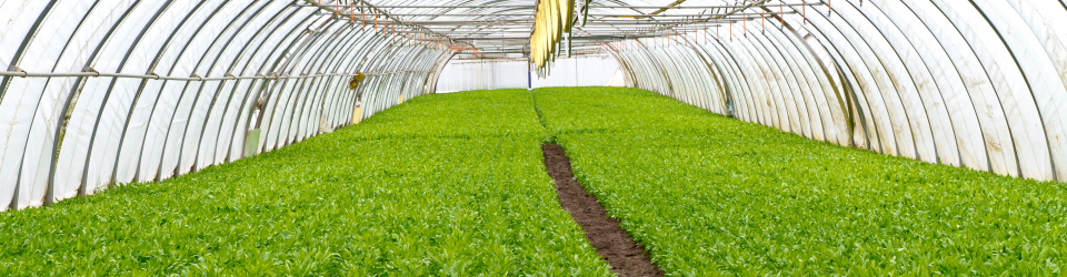 Curso Online Organizacion y Control de las Operaciones de Cultivo
