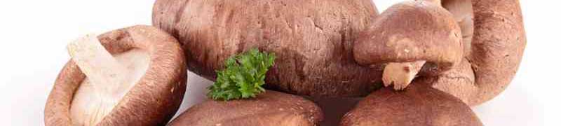 Curso Recoleccion de Frutos, Semillas, Hongos, Plantas y Otros Productos Forestales Comercializables (A Distancia)