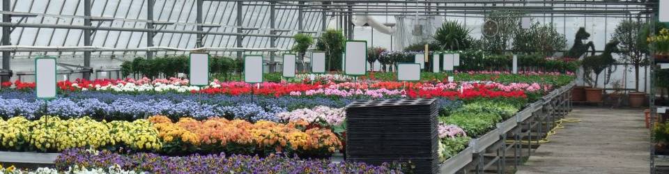 Curso Gestion de la Venta y del Servicio de Atencion al Publico en Floristeria (A Distancia)