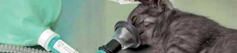 Curso Consulta clinica veterinaria (A Distancia)