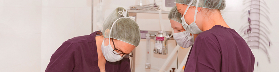 Curso Online Quirofano del Centro Veterinario