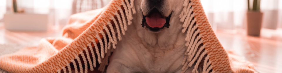 adiestrador de perros