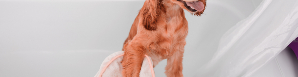Curso Online Cuidados Higienicos Aplicados a Perros