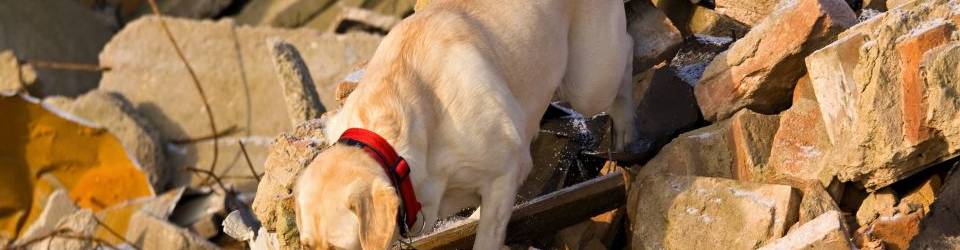 Curso Primeros Auxilios Aplicados a Perros (A Distancia)