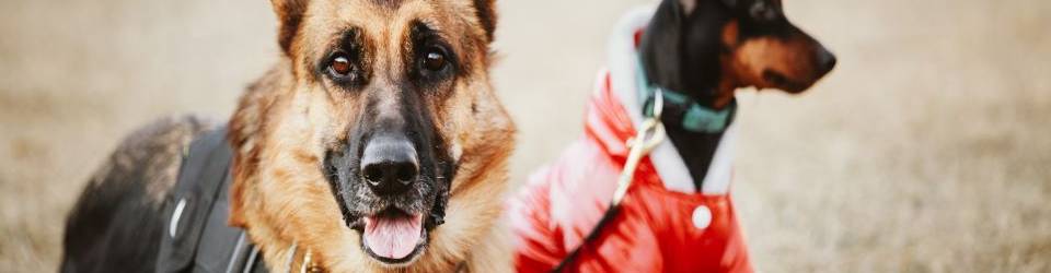 adiestramiento para perros