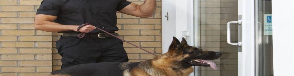 Curso Adiestramiento de Perros para Deteccion, Busqueda, Salvamento y Rescate de Victimas (A Distancia)