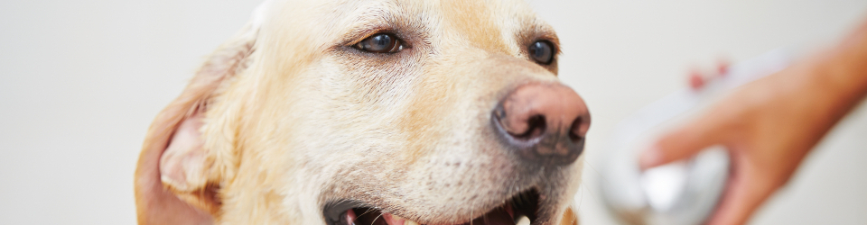 Curso Online Busqueda y Deteccion de Sustancias Olorosas con Perros
