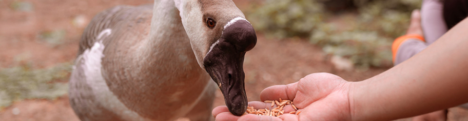 alimentacion de animales salvajes
