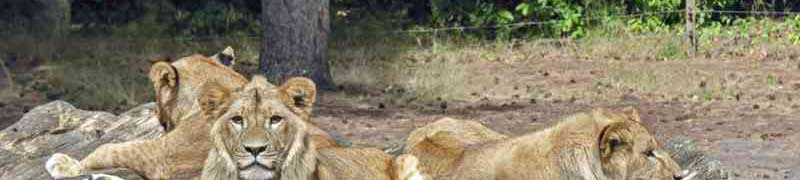 Entrenamiento y Enriquecimiento Ambiental en Animales Salvajes