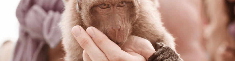 Curso Online Inmovilizacion y Manipulacion de Animales Salvajes