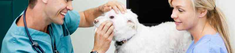 Postgrado en Dietetica, Nutricion y Homeopatia Veterinaria + Titulacion Universitaria
