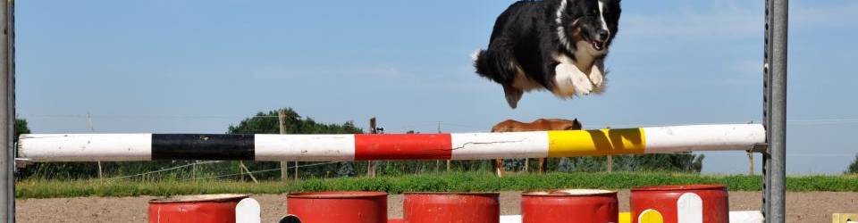 Curso Adiestramiento de Base y Educacion Canina (Dirigida a la obtencion del Certificado de profesionalidad a traves de la acreditacion de las Competencias Profesionales R.D. 1224/2009) (A Distancia)