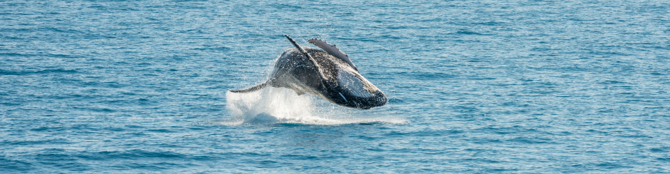 Especialista en Terapia Asistida con Animales Marinos